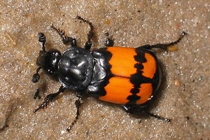 Burying beetle - Alchetron, The Free Social Encyclopedia