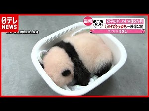 【最新映像】双子のパンダ"生後２か月" 順調に成長 上野動物園