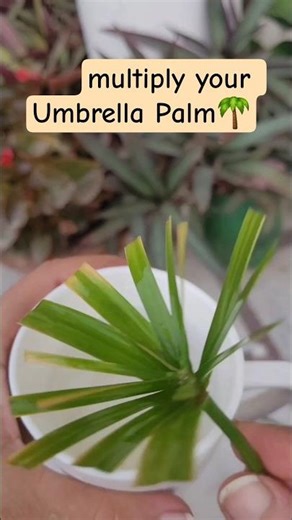 How to propagate #Umbrellapalm #gardening #houseplants #gogreen #ytshorts