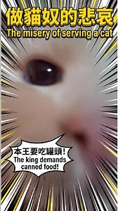 Chatty Cat:Non‑Stop Talking 話癆貓講不停#cat#dothingsyoudontwanttodo#kitten #omglookatherlegs#cute#cutecat