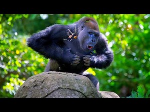 WILD CONGO | Home of the Silverback Gorilla | 4K
