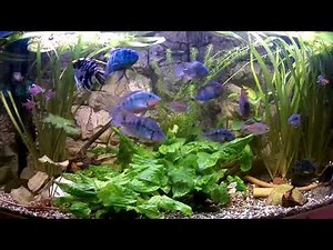 große Buntbarsche im Aquarium