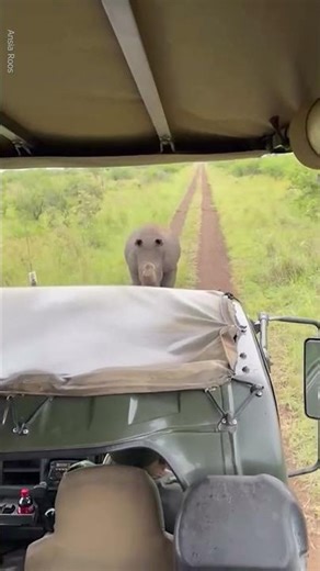 Angry Rhino Charges At Cars