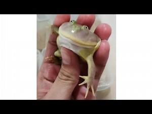 Budget Frog Best Moments | Gorilla frog