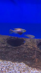 31K views · 799 reactions | That log is prime real estate  Nigerian super red Kribensis  #grosvenortropicals #freshwateraquarium #aquaticplants #aquatic #aquatic #kribensis | Grosvenor Tropicals | Facebook