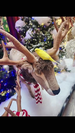 #Batman #2023 #photoshoot #parakeet