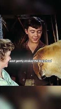 The boy was attacked by wild boars, and an old yellow dog saved his life. #movie