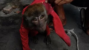 Monkeys shackled, caged, and forced to perform in Indonesia