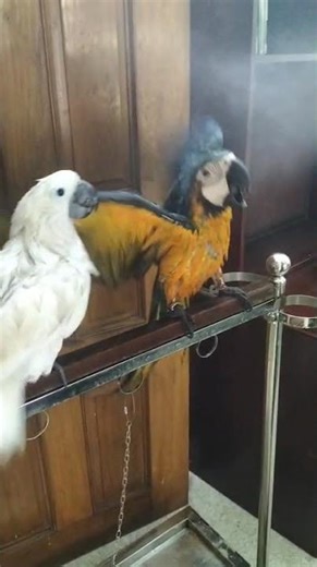 #petbirds#AfricanGrey#Macaw#UmbrellaWhiteCacatoo#GettingShowertogether