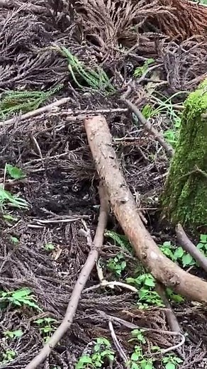 山でクロスズメバチの巣を襲撃したらやられた