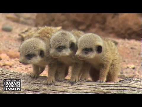Baby Meerkats at West Midland Safari Park