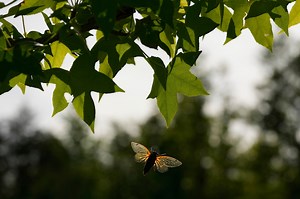 They’re back: See when cicadas should return to Ohio
