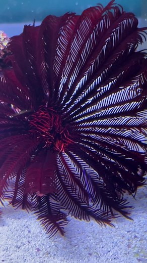 Here’s a quick closer look at my Feather Star #featherstar #seacreatures #seacreature #starfish #ocean #oceanlife #coralreef #reeftank #alien #aliens #deepsea #sealife #coral #saltlife #Videoleap #scary #tiktokmademedoit #aquariumlife #happyaccident #rare #oceanreef #saltwateraquarium #creatures #rare #beautiful #