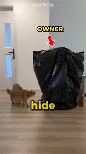 Owner vs Cats Hide & Seek 😍#usa
