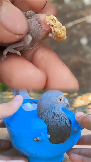 bird rescue and botfly removal #botfly #bitds