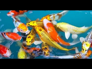 Ikan KOI FISH Jepang in Pond [HD]