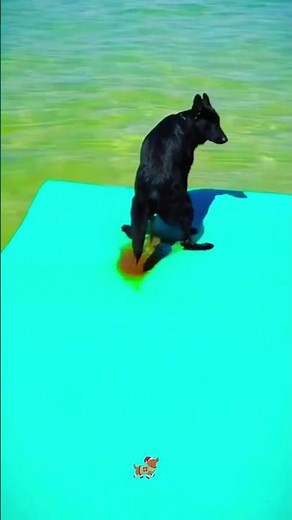 Dog pooping #pets #dog #poop #doglife #funny