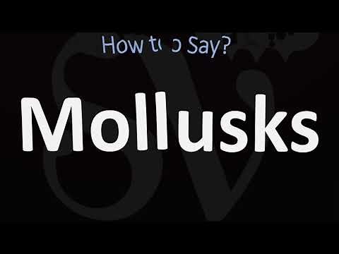 How to Pronounce Mollusks? (CORRECTLY)