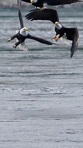 5.8M views · 106K reactions | Eagle Comes In Hot! Then the Plot...