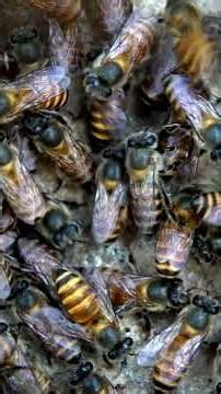 Relocating a wild colony #honey #honeybees #beefarm #beefarming #beekeeping #farming #udumalpet