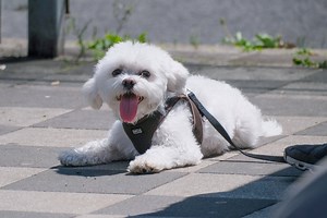 Mit Hund in den Zoo: Wo Vierbeiner in NRW willkommen sind