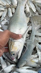 amazing Sundarbans fishing #fishing | Fishing Sundarban BD
