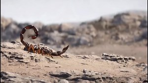 SaltyShine on TikTok