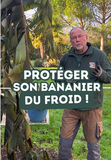 Protéger votre bananier pour l'hiver
