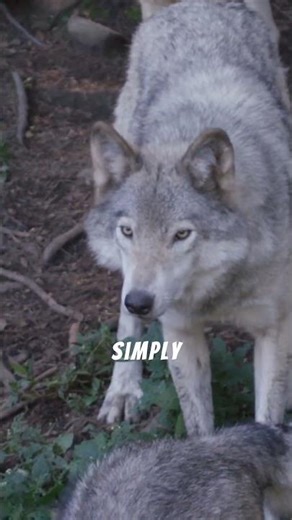 debunking alpha wolf misconception