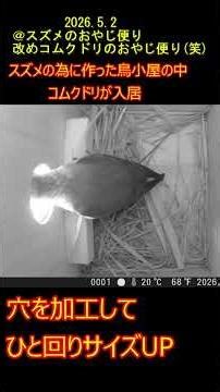 ＠スズメのおやじ便りスズメの為に作った鳥小屋にコムクドリ入居後 #スズメ #癒し #javasparrow #birds #sparrow #すずめ #かわいい #動物 #野鳥 #自然#コムクドリ