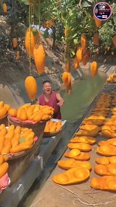 2.2M views · 10K reactions | Most expensive mango in the world 省省 #mango #expensive #japan #miyazaki #fruits #factstv91 #fbreels #foryoupagereels #explorepage #facts #reels #india #viral #trendingreel #trend #explore #foryourpage | Raja Kumar | Facebook