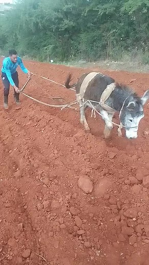 Guiding a Donkey for Plowing Soil in Rural Scene