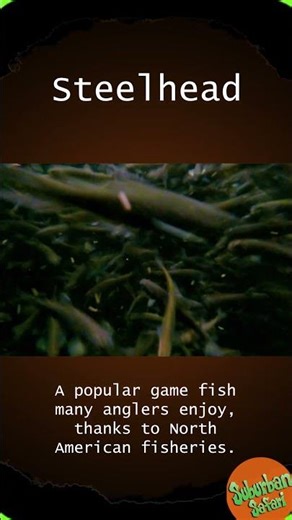 Steelhead: An Angler's Dream #animals #wildlife