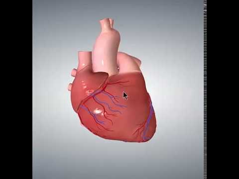 Position of the Heart in the Chest