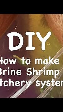 DIY how to make Brine Shrimp Hatchery system #brineshrimp #brineshrimphatchery #artemia #hatchery