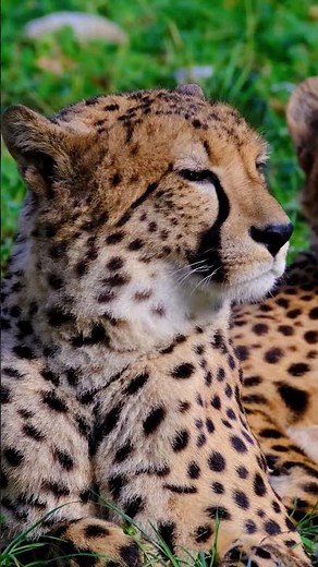🔥 “Chita”: Discover the story of the cheetah, the spotted feline of the savannah 🌿 #animals #nature