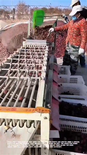 Fruit Sorting Process Using a Simple Modern Machine | Efficient Agricultural Technology!.