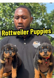 Rottweilers are the perfect guard for you and your family ‼️ #rottweiler #rottweilerpuppy #puppiesoftiktok #fyp #southsidekennelz