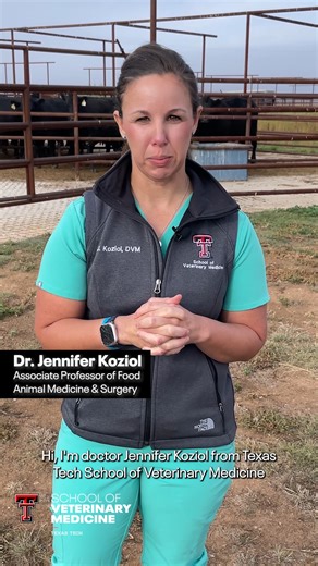 What is the New World Screwworm and why should animal owners care? RaiderVet Dr. Jennifer Koziol kicks off part one of our new video series, diving into the history of the New World Screwworm—a dangerous parasite. Learn how infestations begin, why they pose serious risks to animals, and how past eradication efforts succeeded. With signs of reemergence, staying informed is more important than ever. Watch and stay prepared. Learn more ➡️ https://www.depts.ttu.edu/vetschool/new-world-screwworm-news