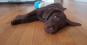 Pets, plastics and compostables: New Colorado laws go into effect next Monday