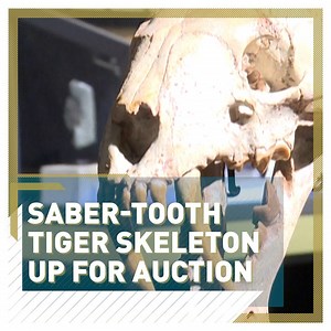 333K views · 2K reactions |  醴 A 40 million-year-old saber-tooth tiger skeleton could fetch $90,000 at a Geneva auction. Also for sale will be a Tyrannosaurus Rex dinosaur tooth that is expected to be sold for over $3,000. Read more: https://newseu.cgtn.com/news/2020-12-04/40-million-year-old-saber-tooth-tiger-skeleton-up-for-auction-VVD1iC4W6A/index.html | CGTNEurope | Facebook