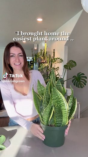 Easy Snake Plant Care: Watering, Light & Soil Tips