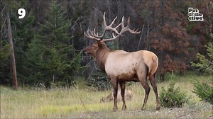 Enjoy these hilarious pets... It's OWL good