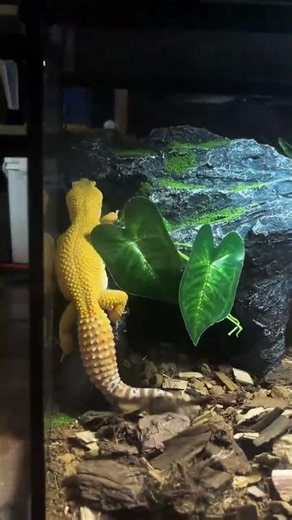 Amazing Reptile Terrarium Setup For Leopard Geckos And Snakes #Shorts #Reptiles #PetCare