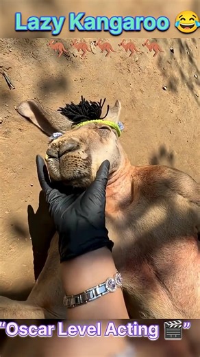 Funny Kangaroo Moments 😂 | You Won’t Stop Laughing #Shorts #Kangaroo