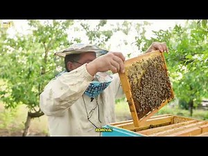 Safe & Professional Bee Removal | Mr. Bee Removal