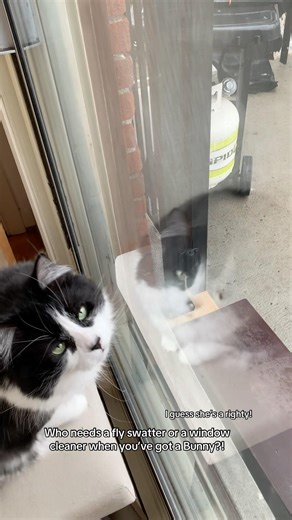 Cat Eats a Fly… Then Cleans the Window. #cat #cute #cuteanimal