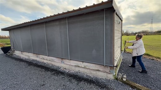 11 reactions | Feathers Elite Pigeon Auctions on Reels | Facebook