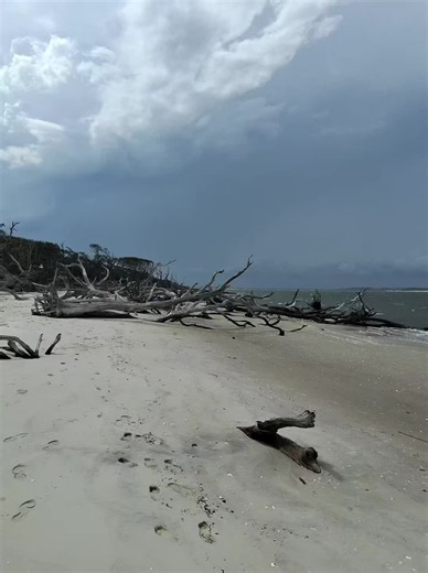 Look at this crazy looking beach in Florida! So much drift wood. It reminded me of true detectives only it’s not Louisiana