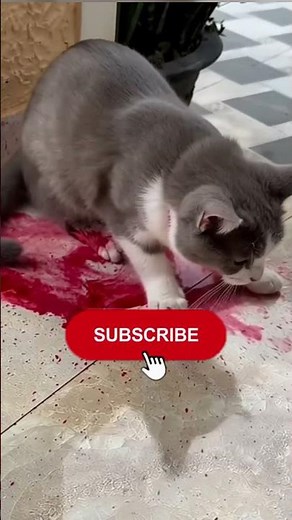 Found Covered in WoundsThis Cat’s Healing is #Incredible#cattransformation#heartwarmingrescue